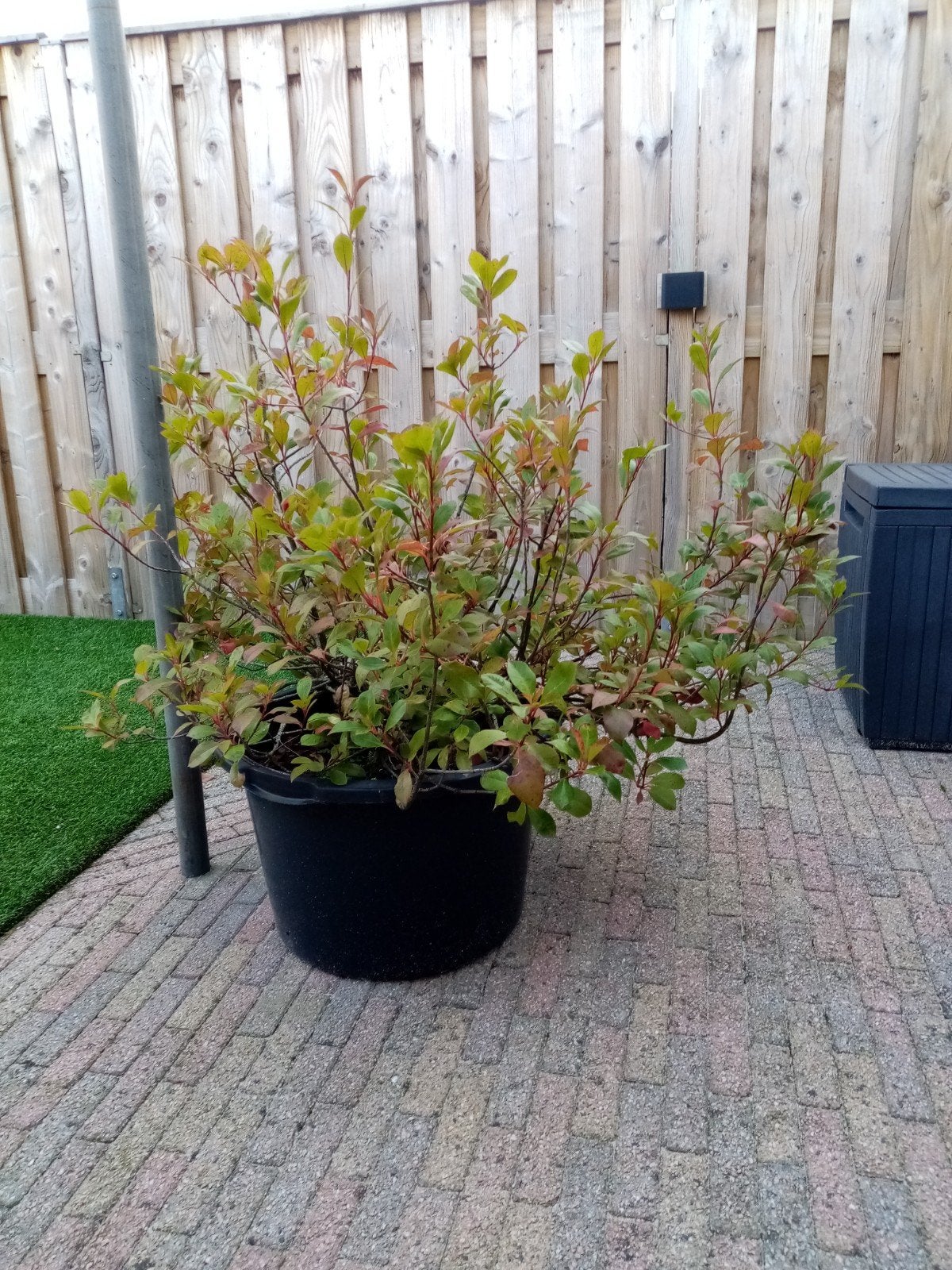 winterhard plant in pot, Ophalen, Overige soorten, Volle zon