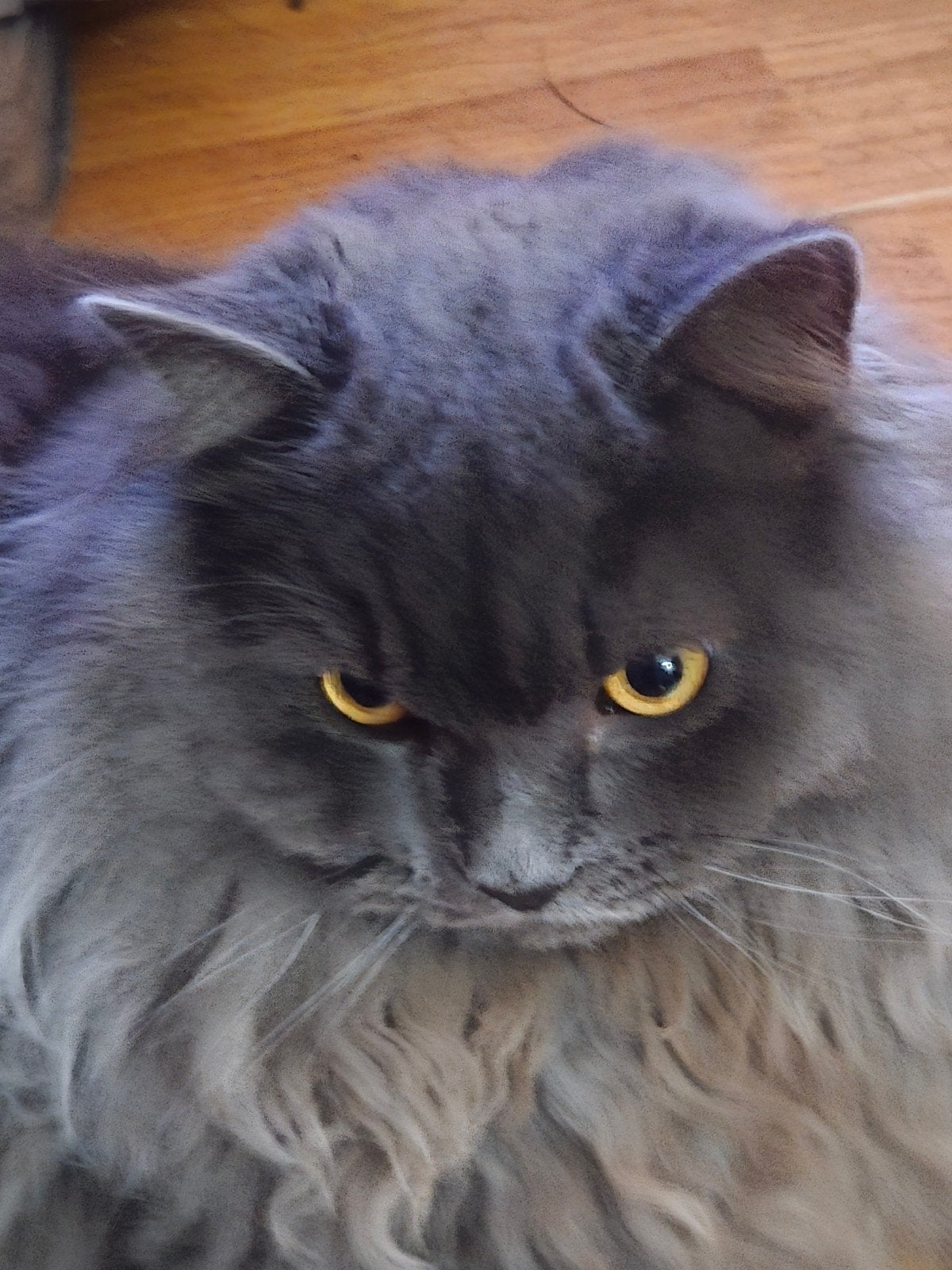 Vermist !! Noorse boskat/Britse langhaar, Poes, 0 tot 2 jaar