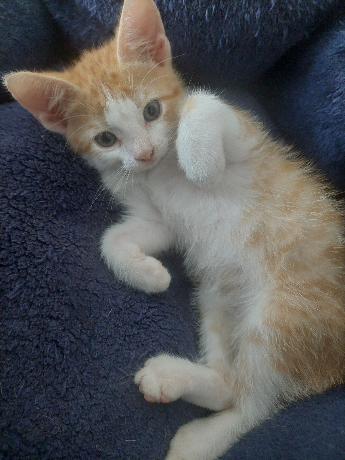 lieve kittens, Dieren en Toebehoren, Meerdere dieren, Kortharig, 0 tot 2 jaar