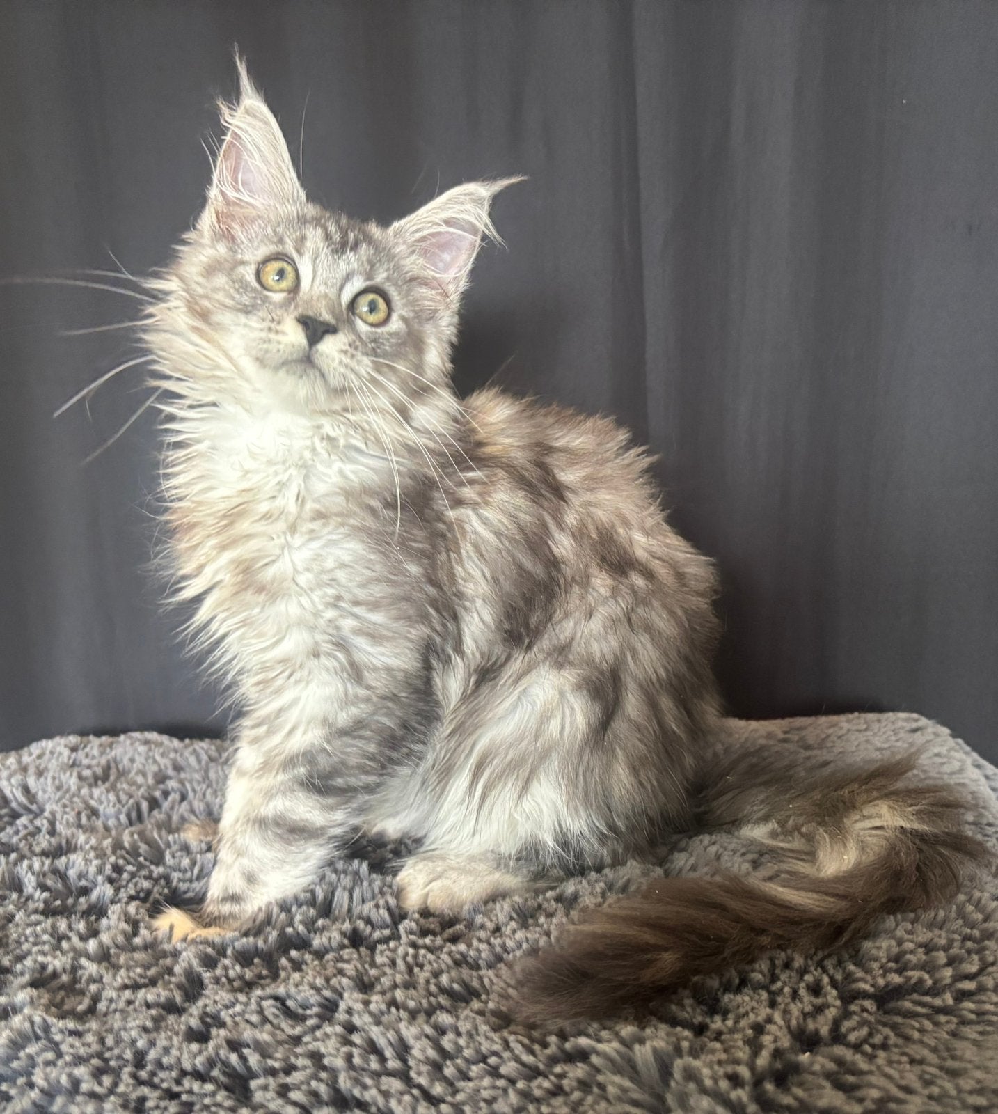 XXL Maine Coon Kittens beschikbaar € 1450 met stamboom, Meerdere dieren