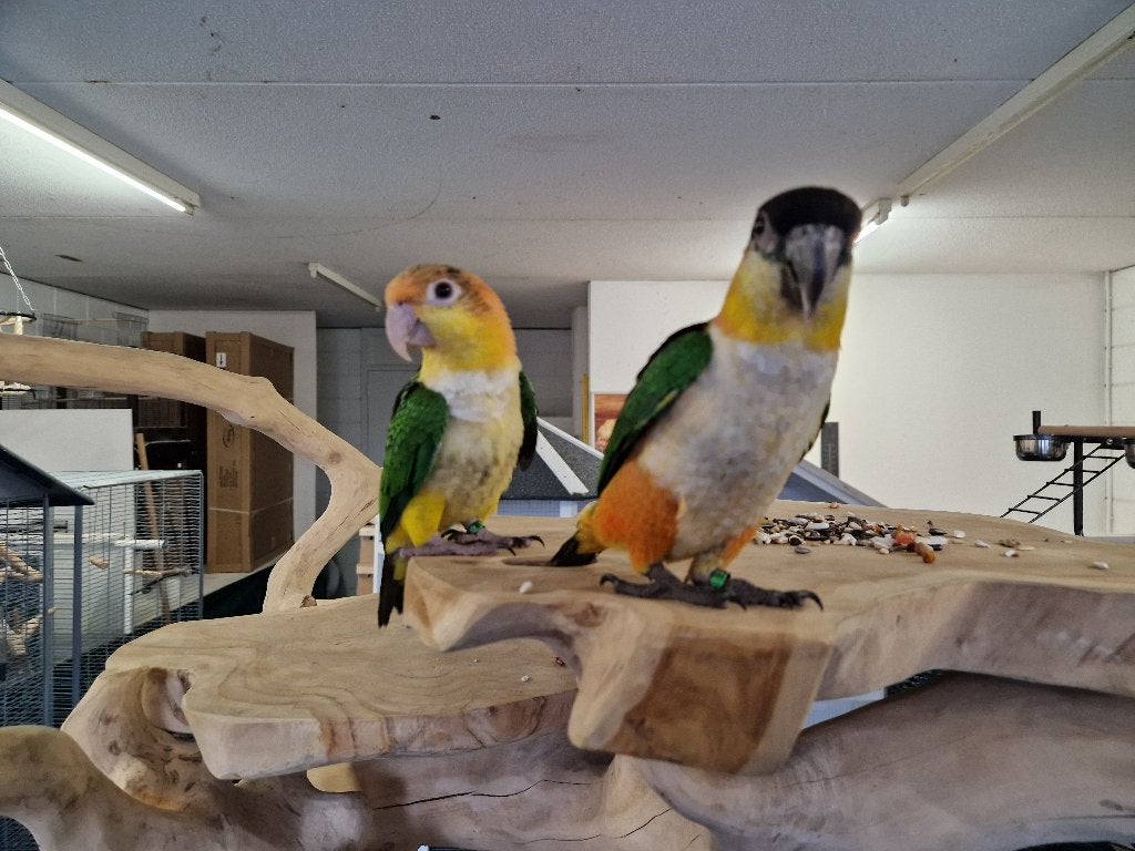Tamme Caiques, roestkop en zwartkop | Gezonde jonge vogels, Meerdere dieren, Papegaai, Pratend