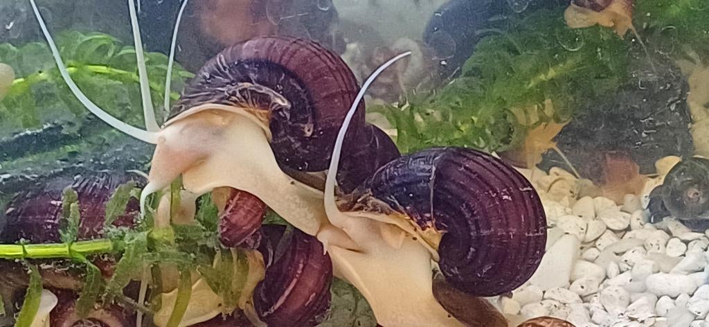 Paarse appelslakken, Slak of Weekdier, Zoetwatervis