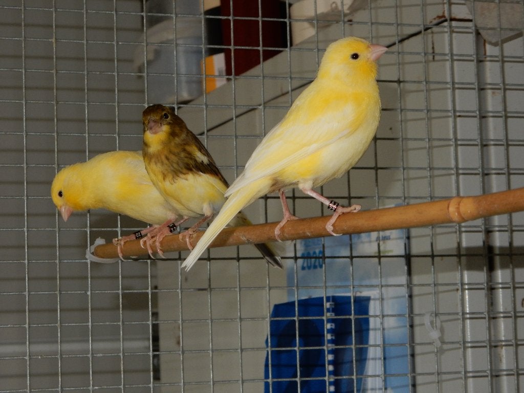 kanaries, Meerdere dieren, Kleurkanarie