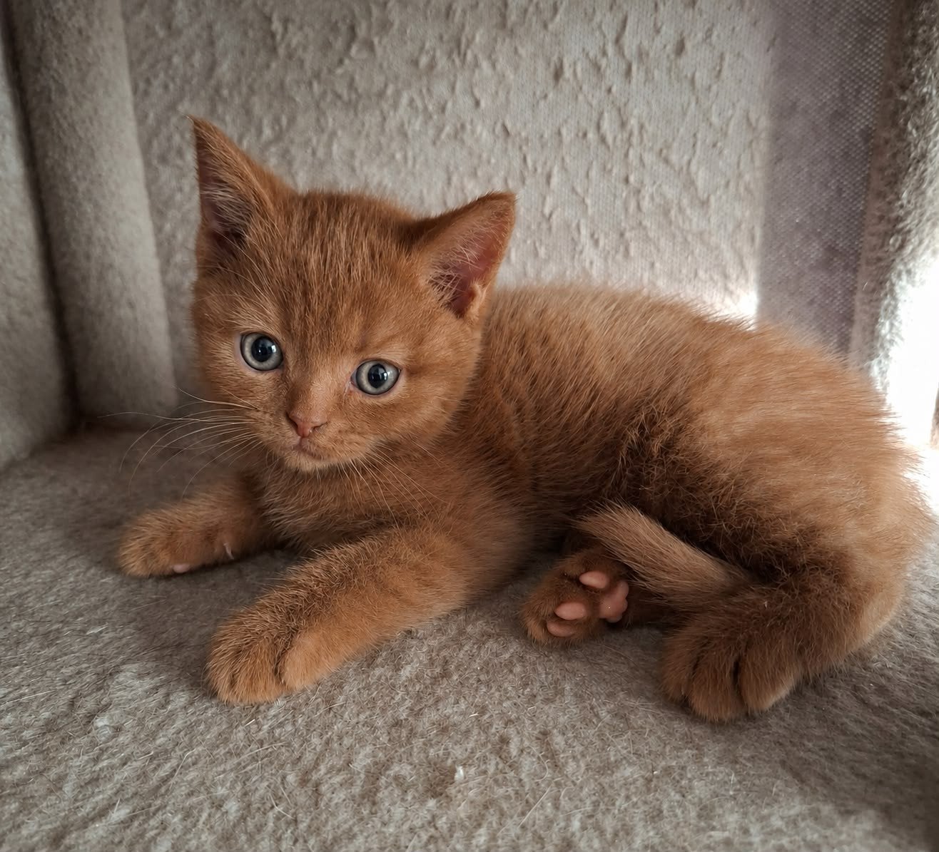 Prachtige Britse korthaar kittens 100% raszuiver.  V.a. €750, Meerdere dieren, Ontwormd