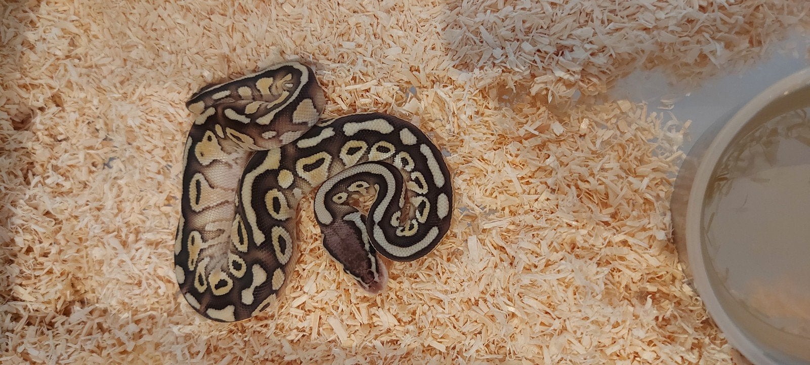 koningspythons te koop nk 2026 Ball Python photo 4