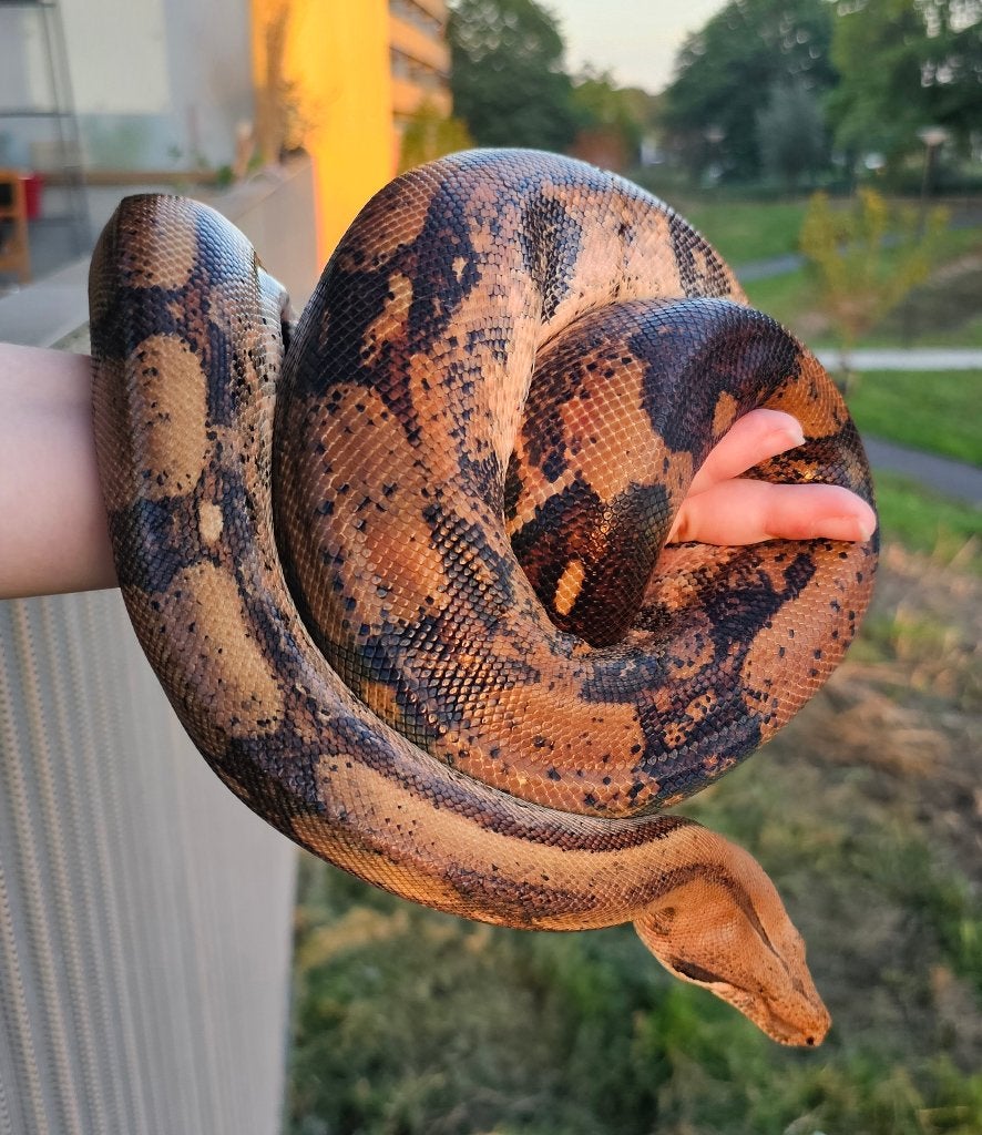 Pinkish fire vrouw boa imperator Boa Constrictor photo 9