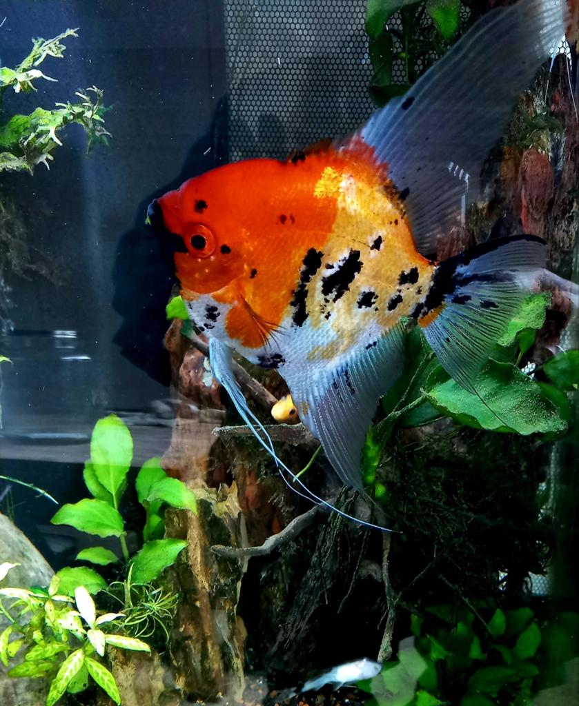 Red Devil Angel fish, Vis
