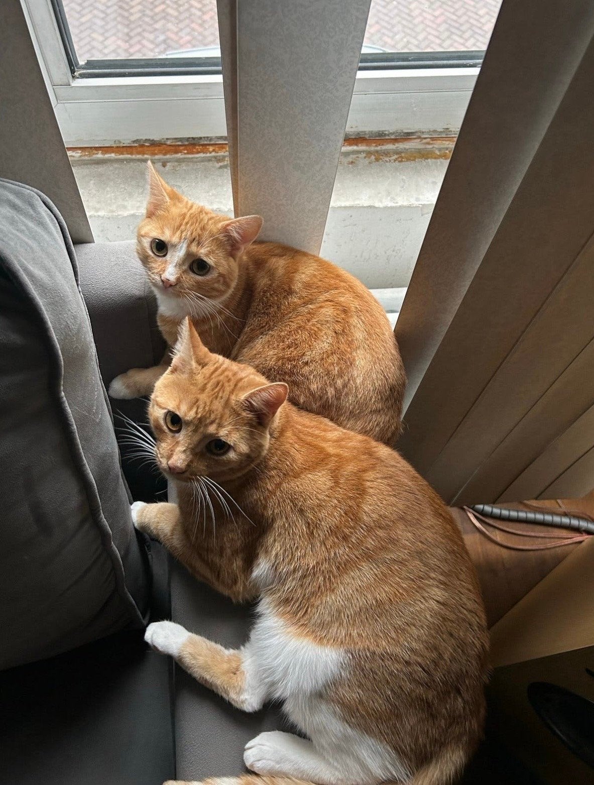 Kater en poes (ALLEEN SAMEN WEG), Meerdere dieren, Kortharig, 3 tot 5 jaar