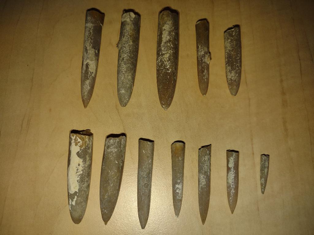 Belemnieten uit steengroeve Misburg zuid (Germania IV), Ophalen of Verzenden, Fossiel