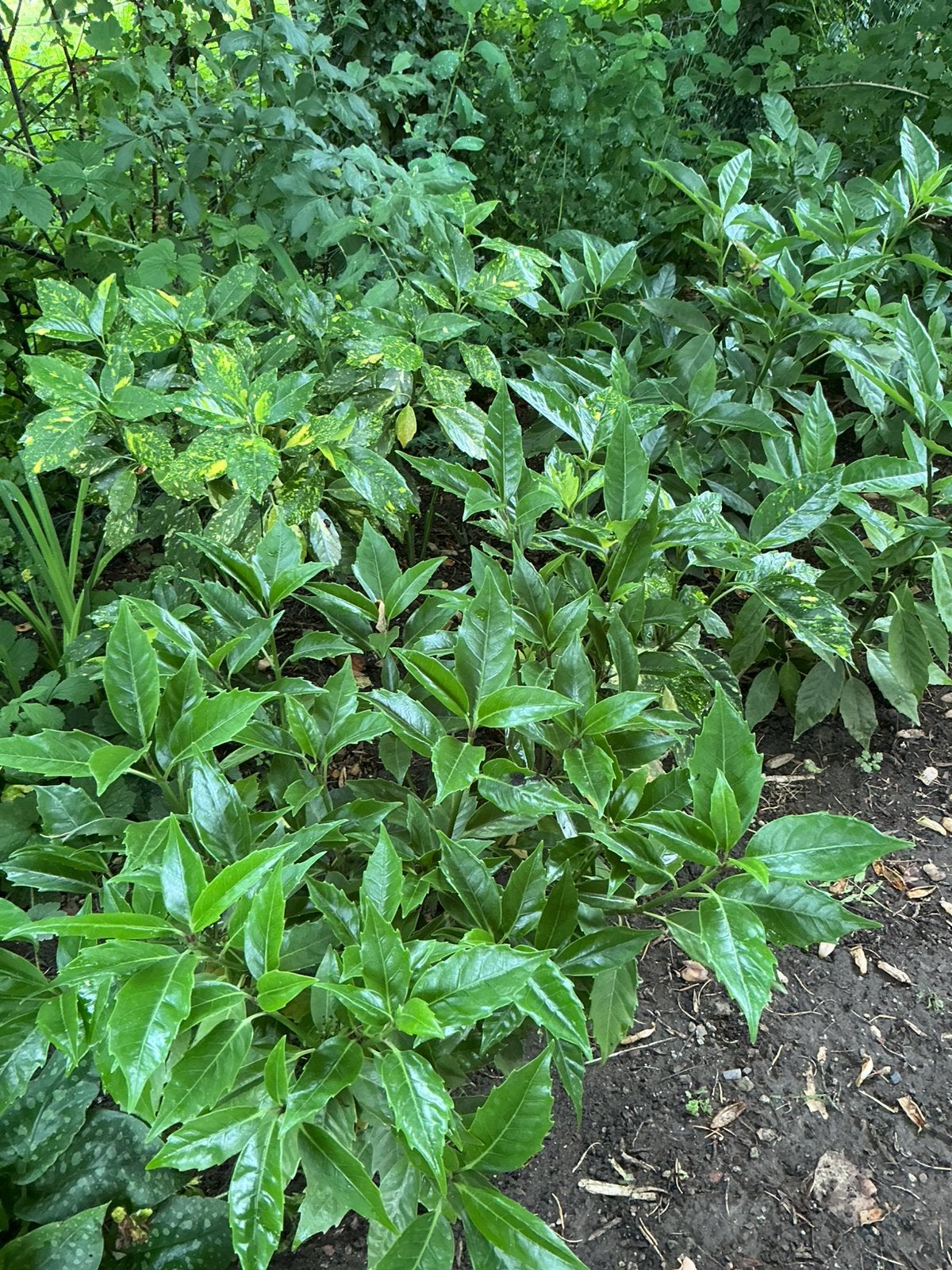 3 heel mooie glanzende Aucuba’s, Tuin en Terras, Planten | Struiken en Hagen, Ophalen, Overige soorten, Struik, 100 tot 250 cm