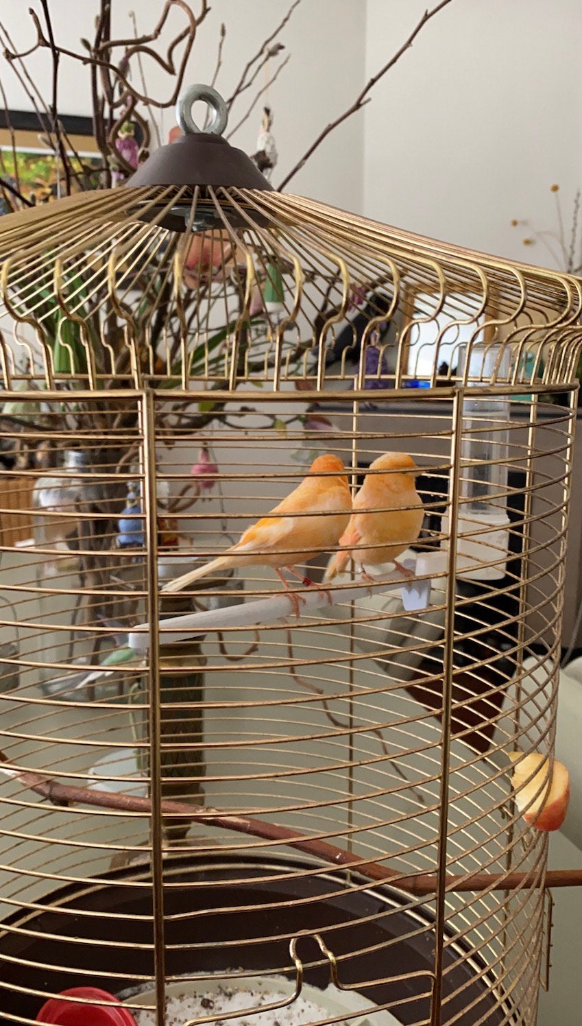 vogelkooi, Dieren en Toebehoren, Ophalen of Verzenden, Metaal, Vogelkooi