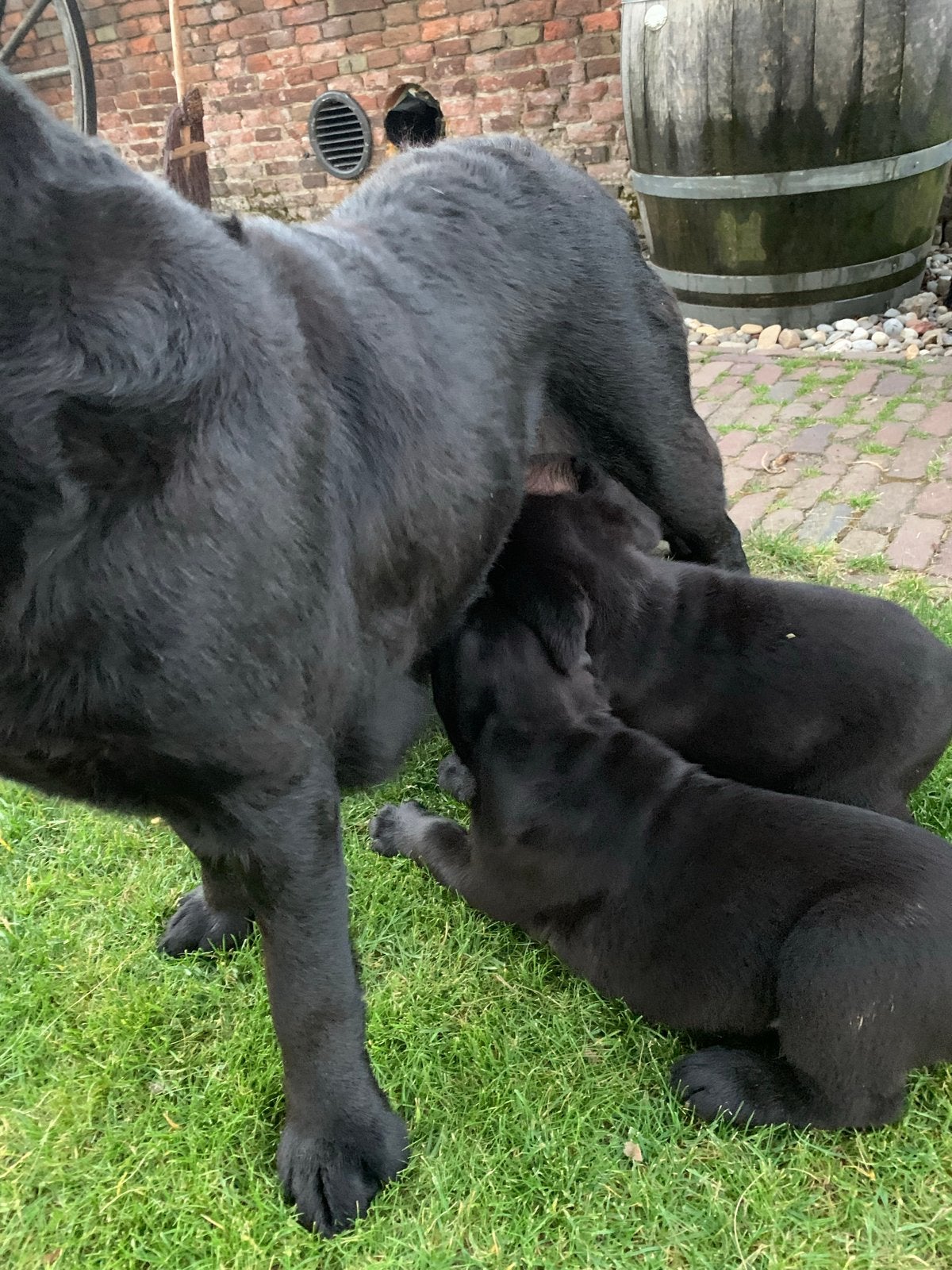 Mooie lieve labrador pups te koop., Parvo, 8 tot 15 weken, Groot, Meerdere