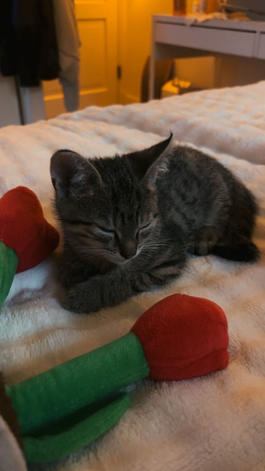 katertje kitten 10 weken, Kater