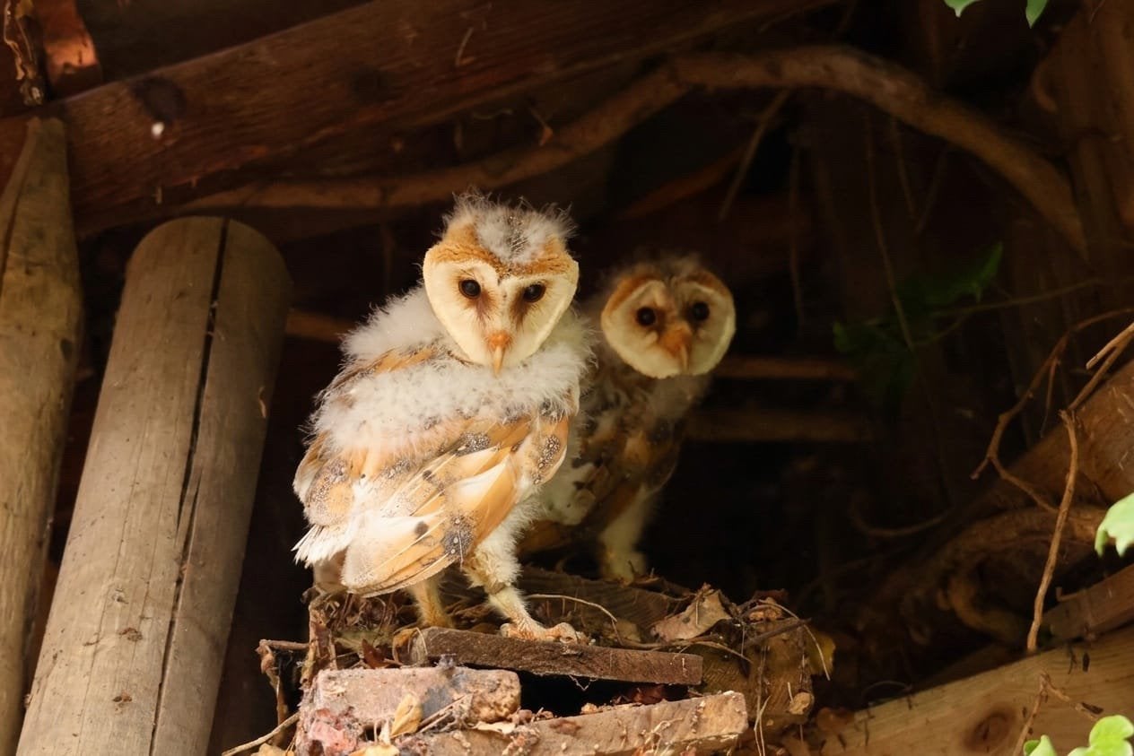 2 jonge kerkuilen, Dieren en Toebehoren, Geslacht onbekend, Roofvogel, Geringd