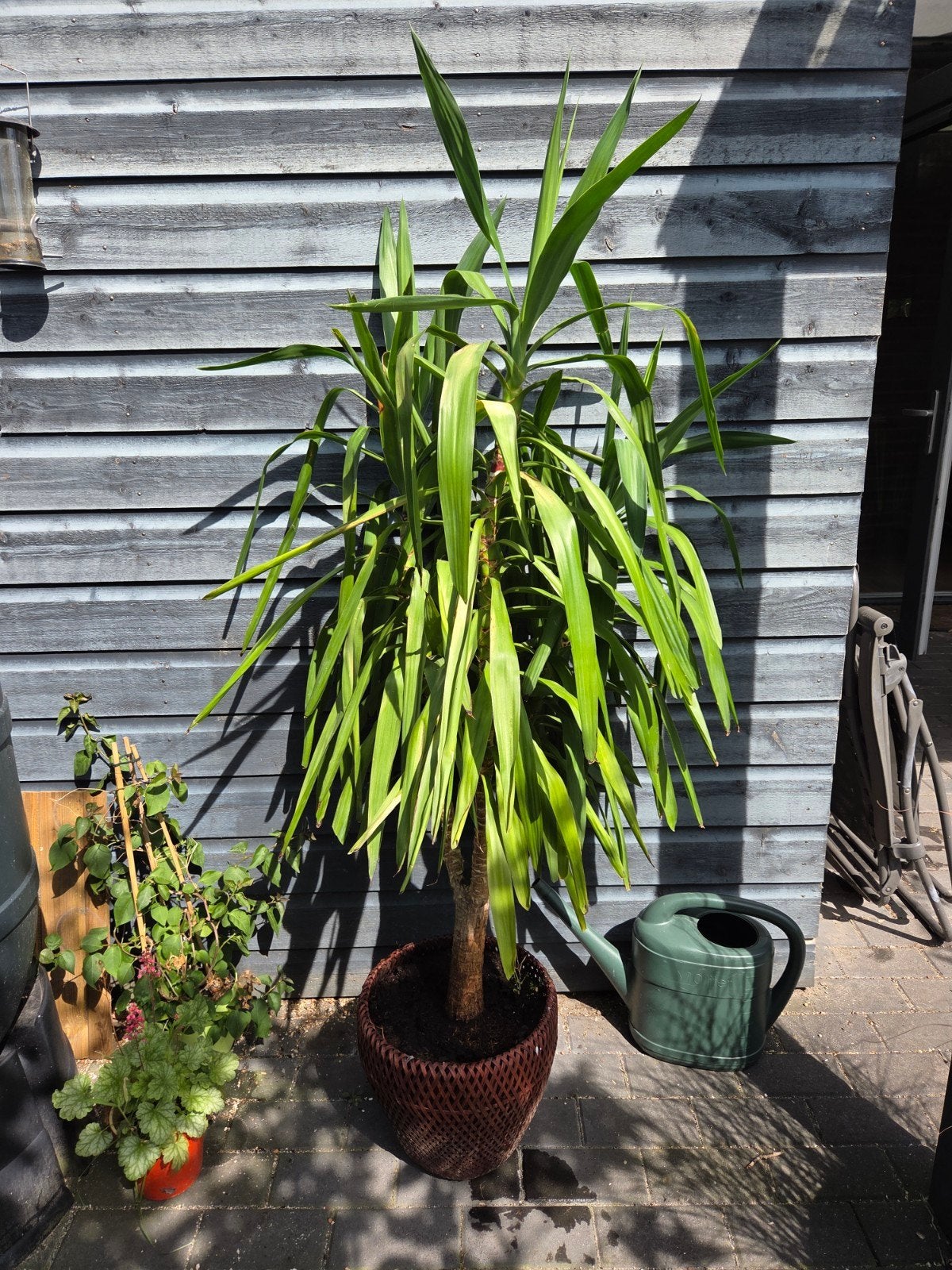 Yucca palmlelie 170 cm, Tuin en Terras, Ophalen, Overige soorten, Volle zon