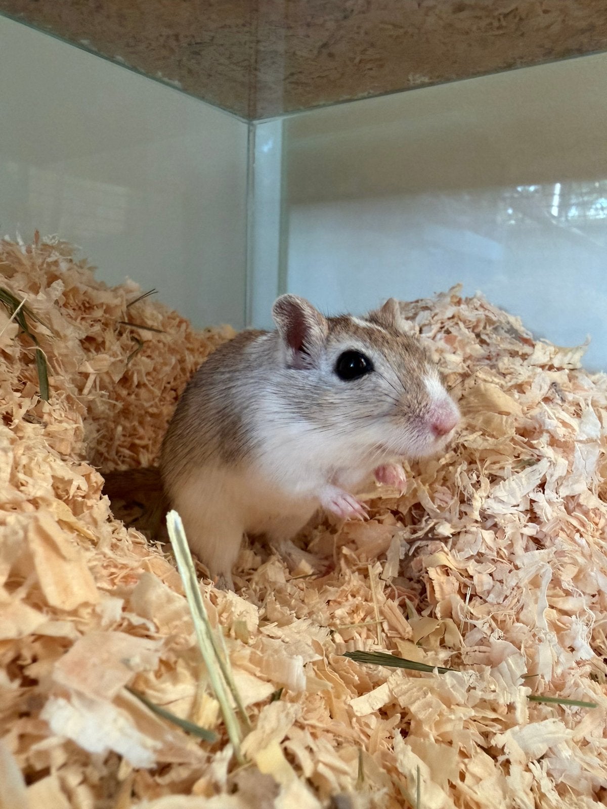 Gerbil, Dieren en Toebehoren, Knaagdieren, Rat, Vrouwelijk, Mei, Tam