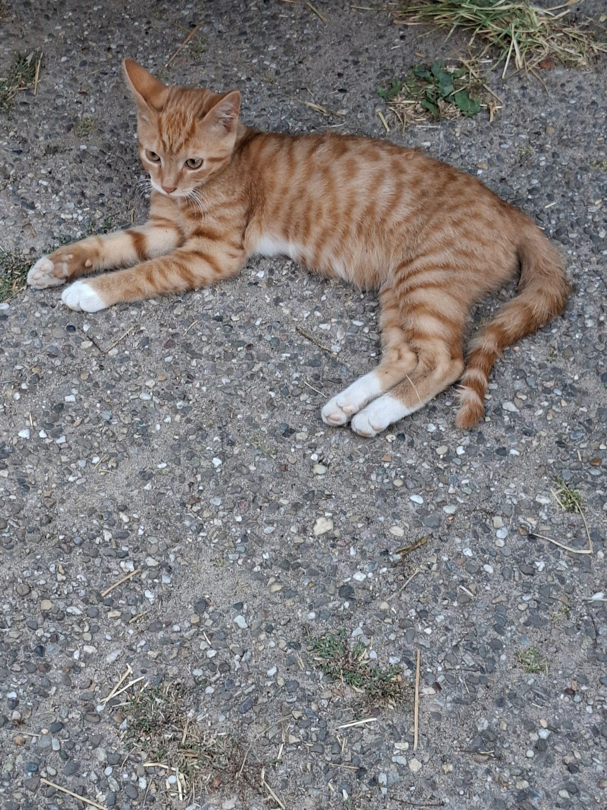 poesjes te koop, Poes