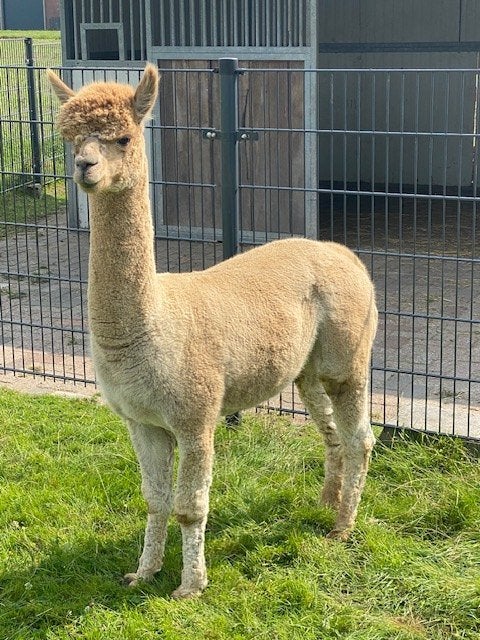 alpaca hengsten, Dieren en Toebehoren, Juli, Mannelijk