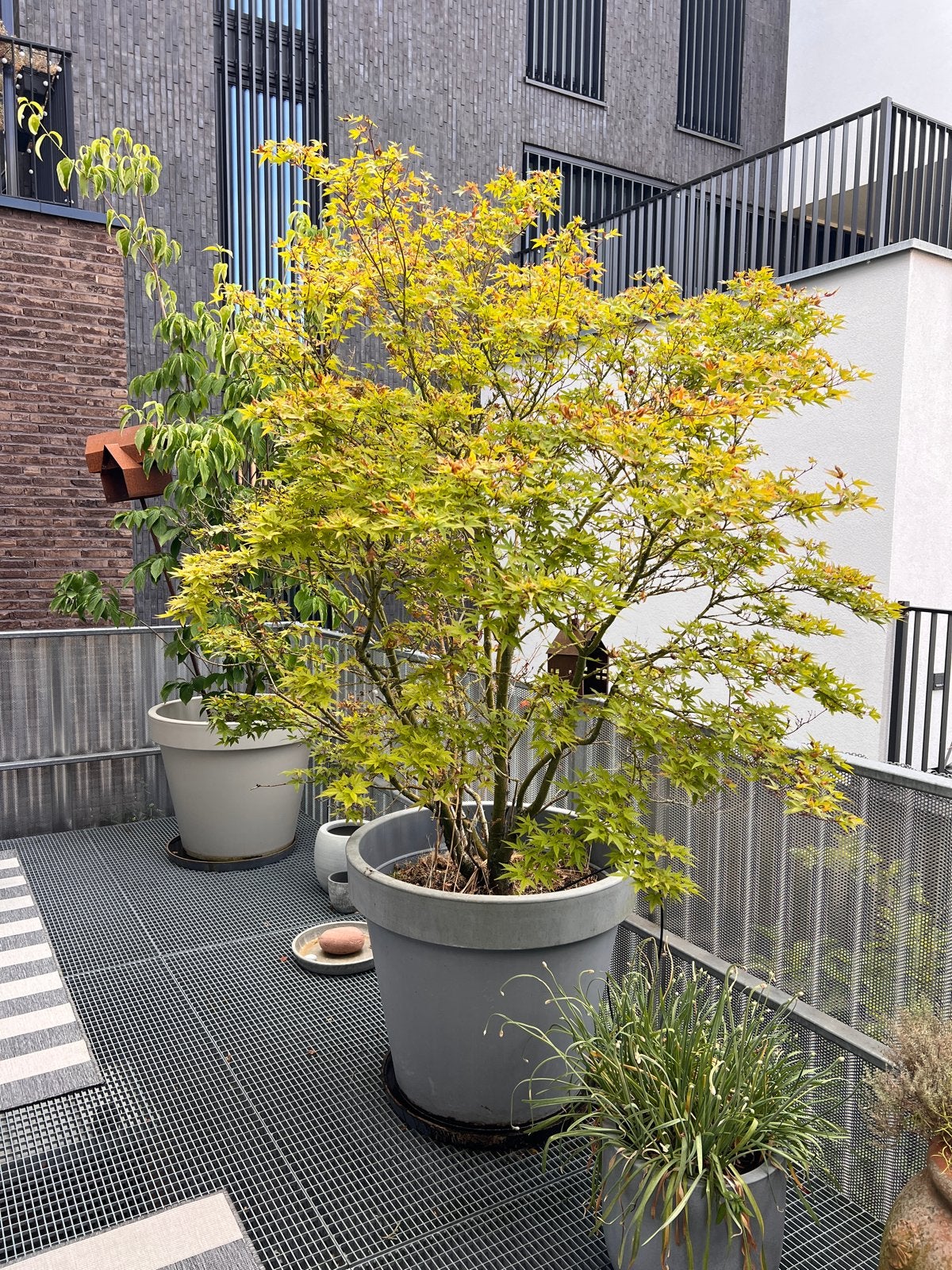 Japanse Esdoorn in pot. (2x), Vaste plant, Bloeit niet, Halfschaduw, Ophalen