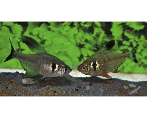 schooltje van 7 zwarte fantoomzalm gaan samen weg 4cm, Vis, Zoetwatervis, Schoolvis