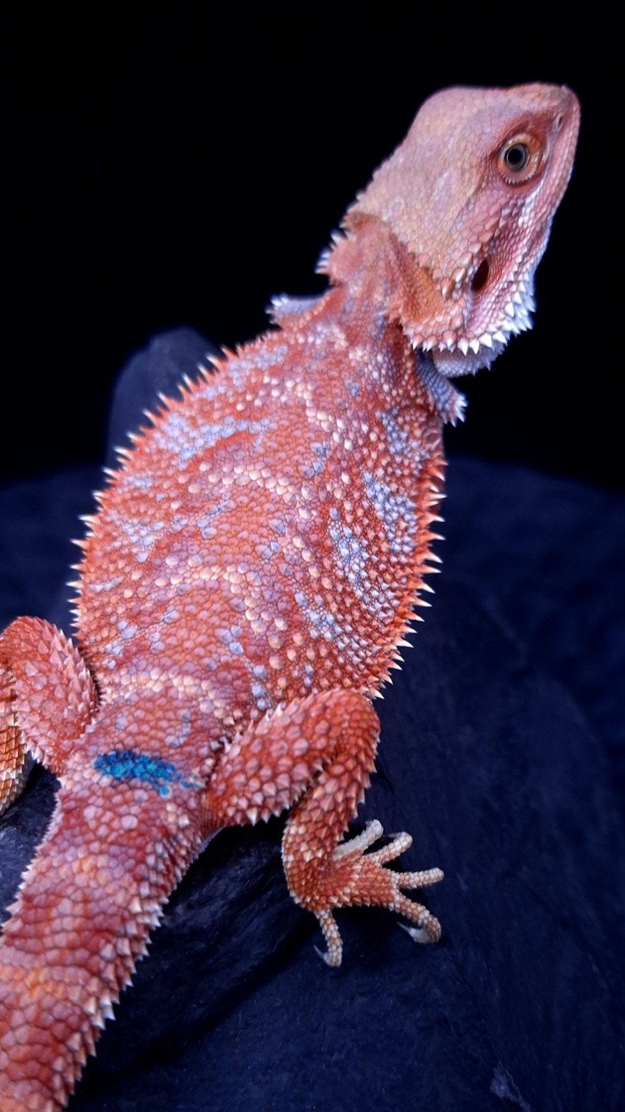 Baardagaam Mannen Red Hypo Blue Bar Bearded Dragon photo 10