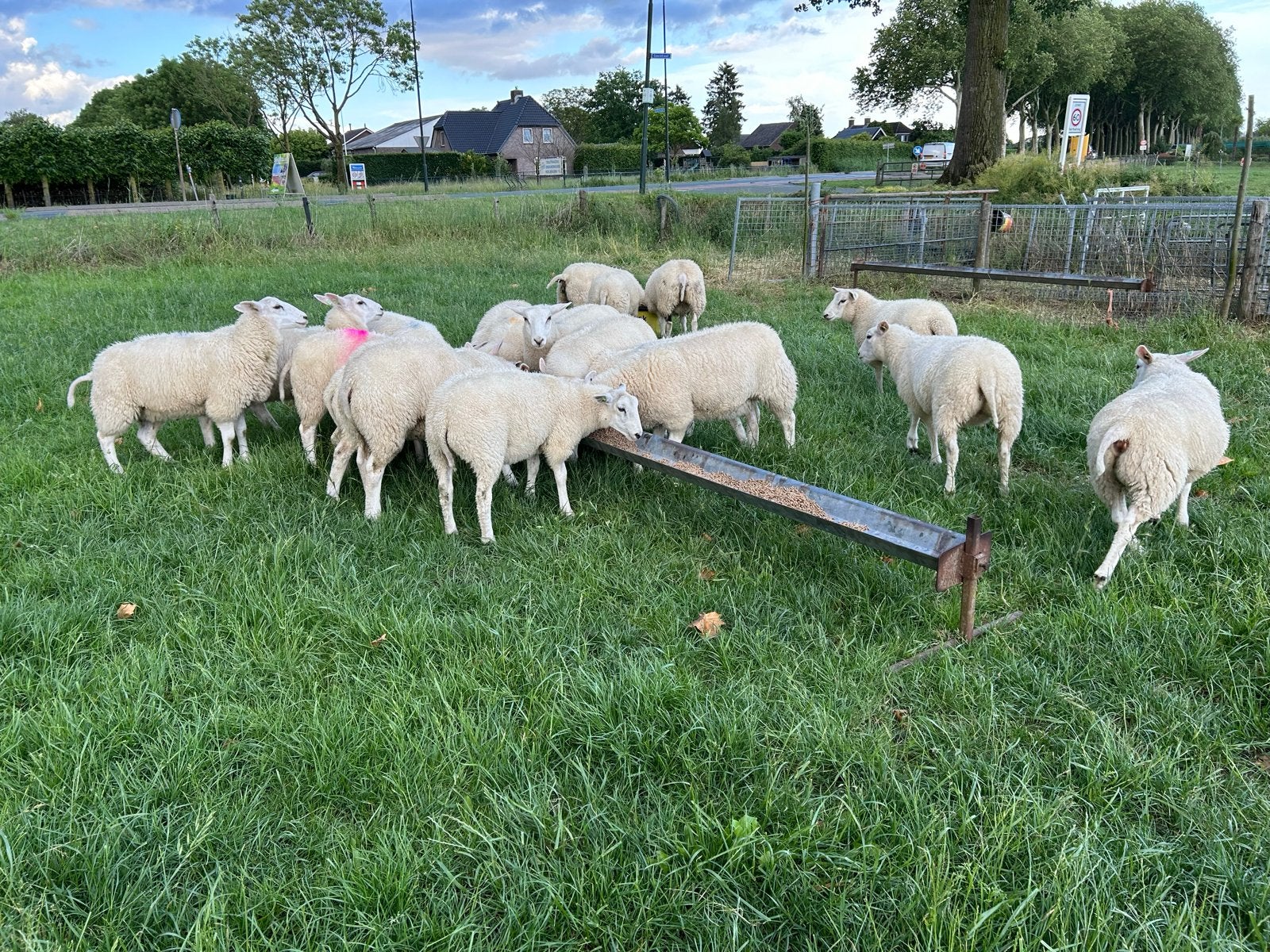 Swifter ooilammeren te koop, Vrouwelijk, Schaap