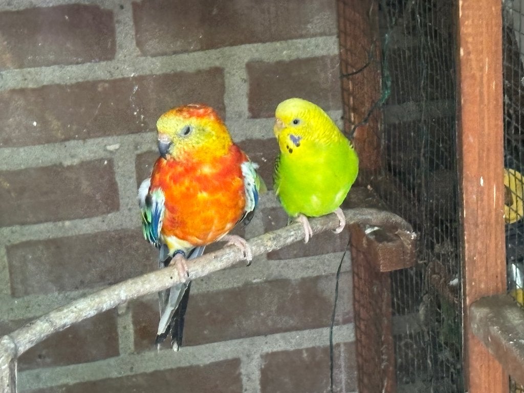 Te koop: Roodrugparkieten en Grasparkiet, Meerdere dieren, Parkiet, Tam