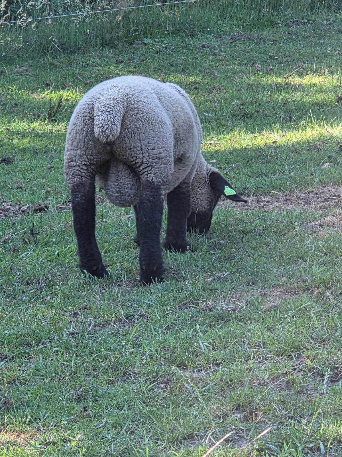 Suffolk ramlammeren zwoegervrij, Dieren en Toebehoren, Mannelijk, Schaap