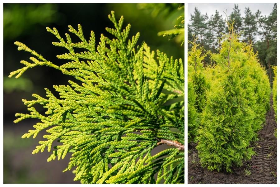 Thuja occidentalis 'Yellow Ribbon' 200-225 kluit, Ophalen
