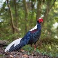 Swinhoe Fazanten, Meerdere dieren, Overige soorten