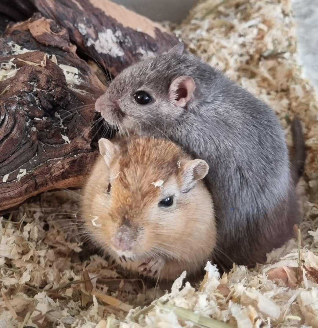 gerbils, Kooi, Minder dan 75 cm, Zo goed als nieuw, Ophalen