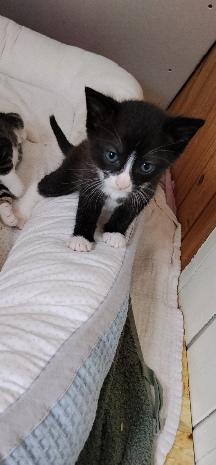 Kittens te koop