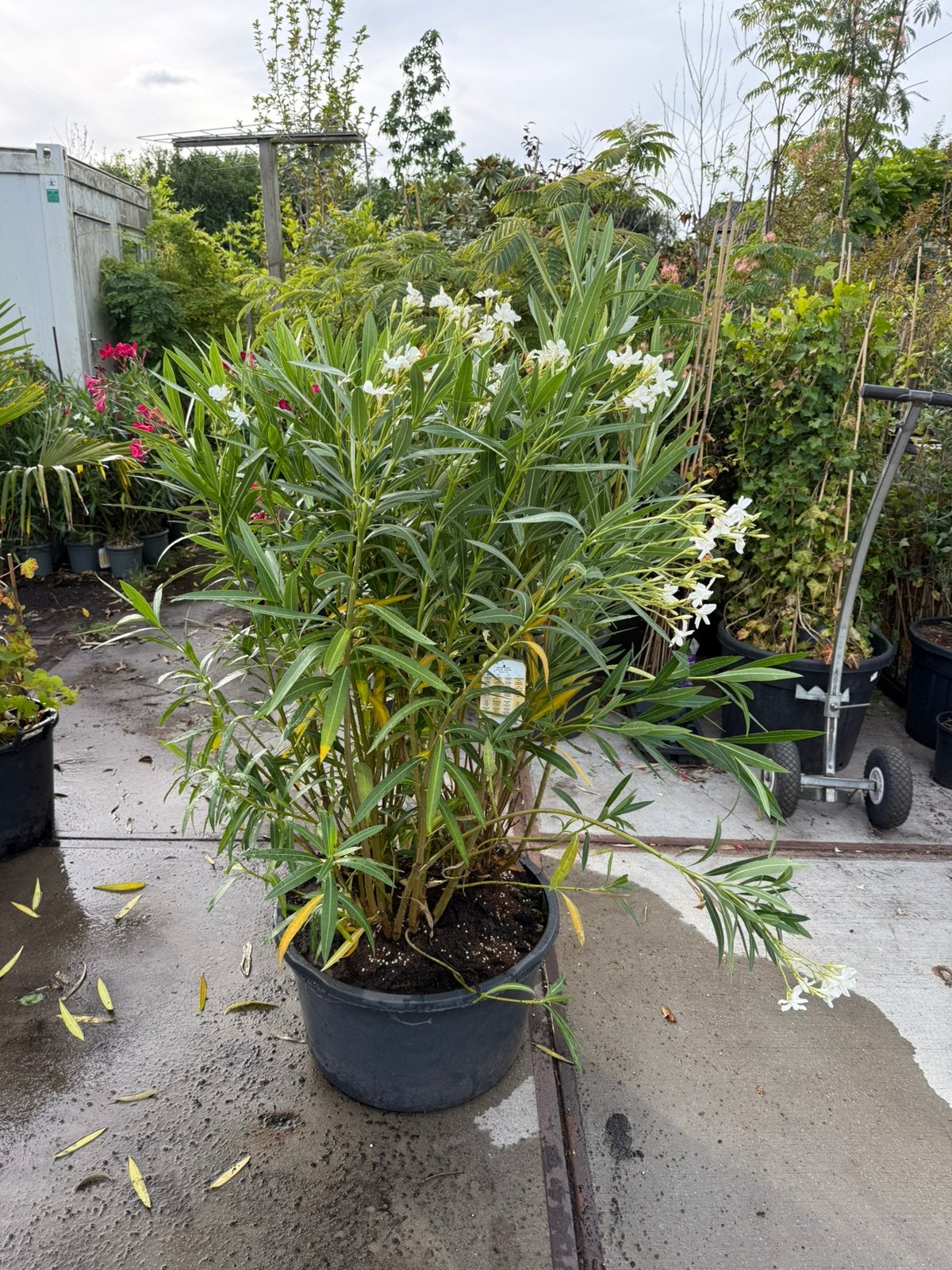 Oleanders 3 kleuren in grote kuip 60 liter  planten 125 hoog, Tuin en Terras, Planten | Tuinplanten, Volle zon, Vaste plant, Zomer