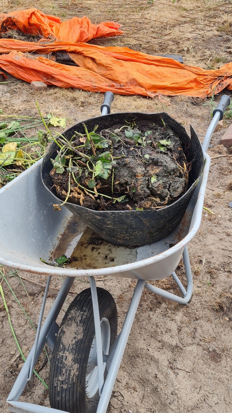 Mooie roze waterlelie voor vijver, Ophalen, Volle zon, Vaste plant, Zomer