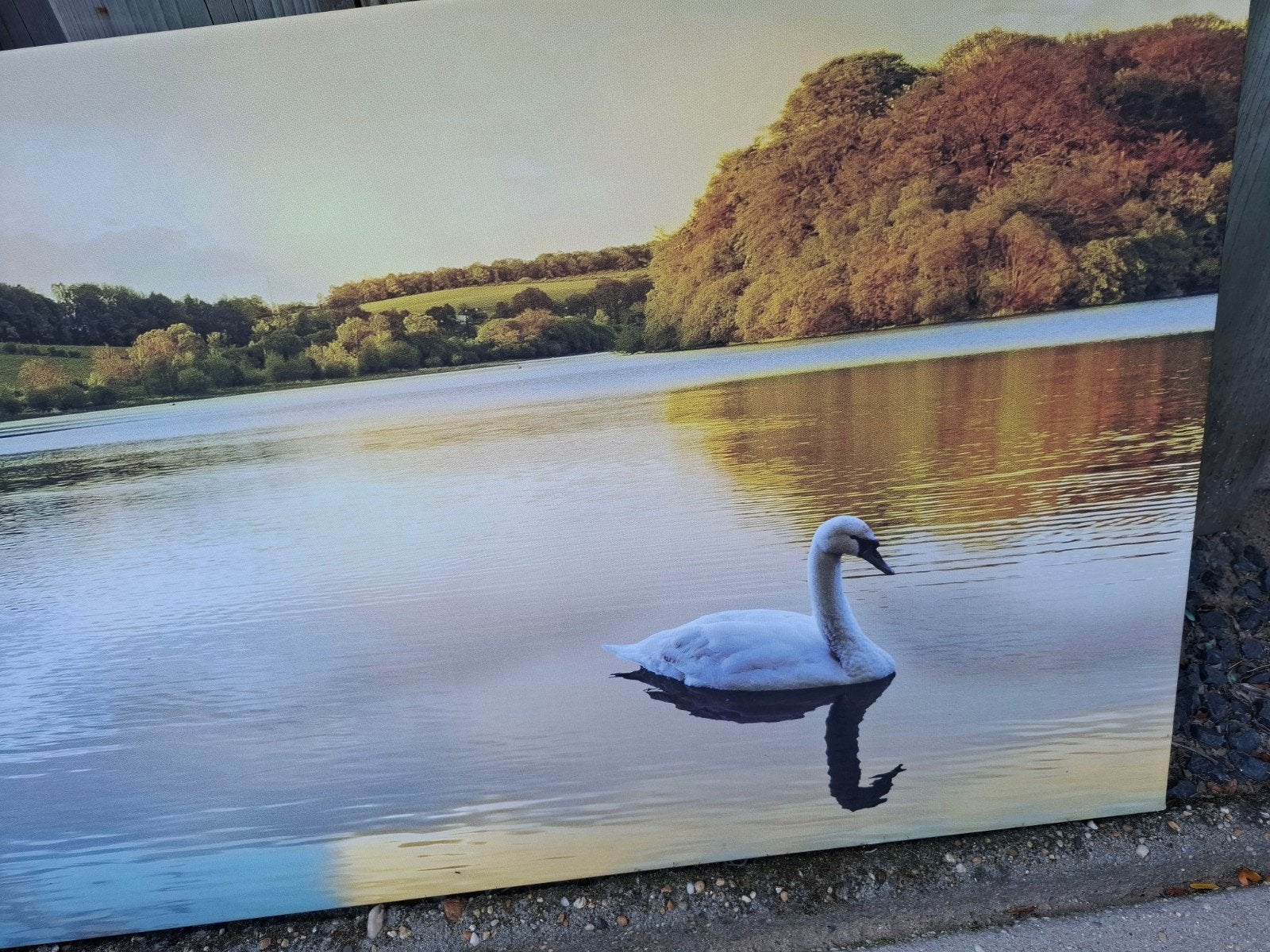 “Grote wanddecoratie / fotoprint op hout – zwaan op meer”, Ophalen