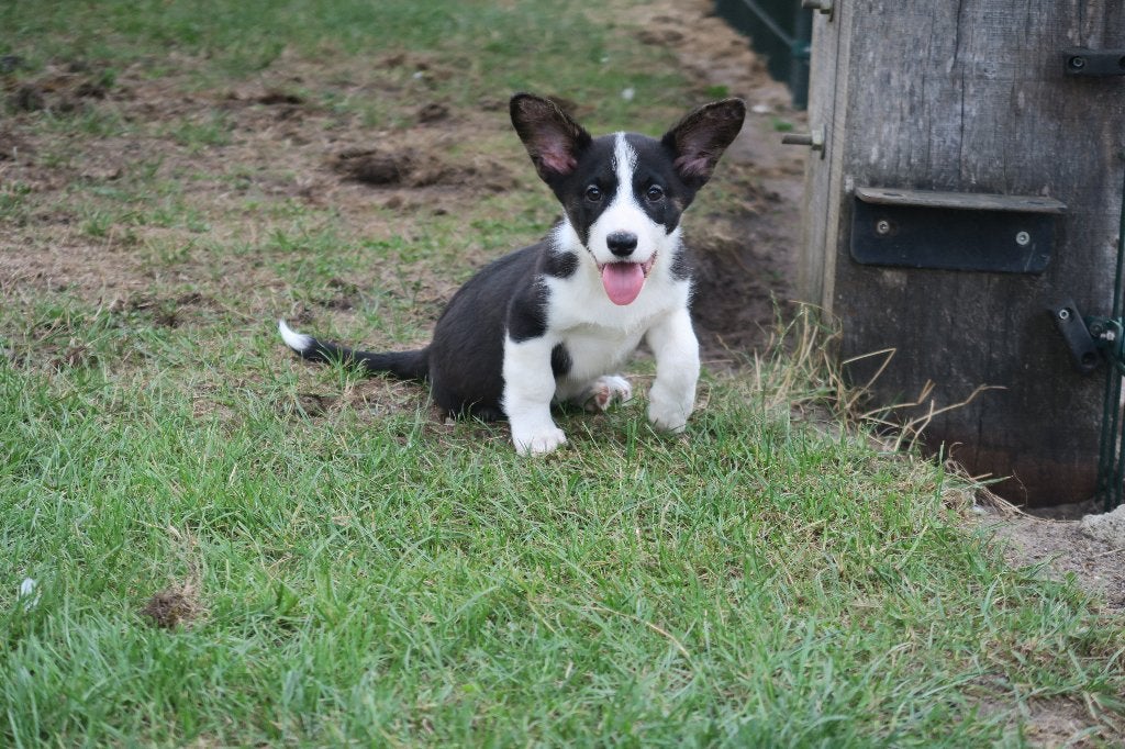 Welsh Corgi Cardigan pup reutje, Dieren en Toebehoren, Honden | Herdershonden en Veedrijvers, Parvo, Nederland, Reu, 8 tot 15 weken