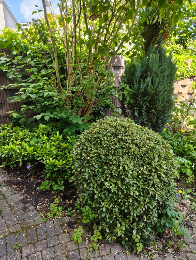 Gratis planten en bomen, Ophalen, Volle zon, Overige soorten