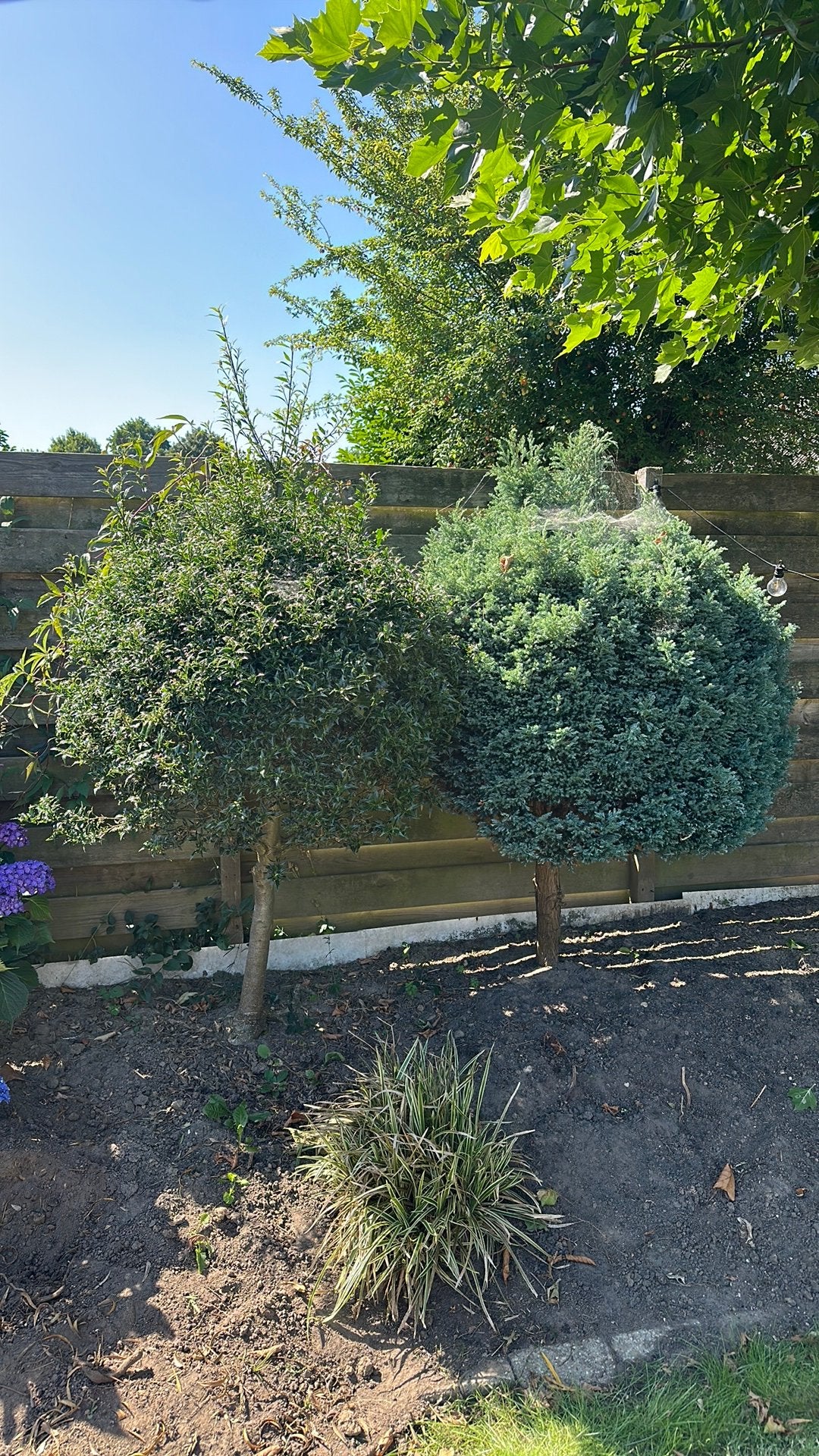 GRATIS tuin bomen, Tuin en Terras, Ophalen, Volle zon, Overige soorten