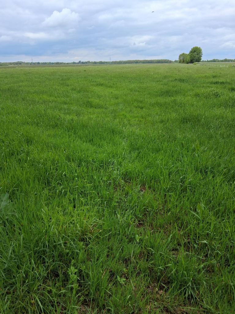 Gras op stam weerdinge, Ophalen of Verzenden, Vee