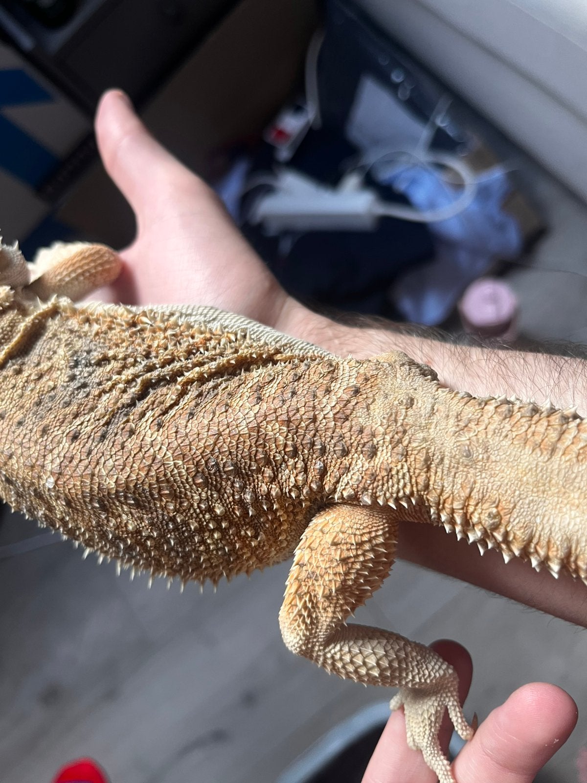 Baardagaam te koop Bearded Dragon photo 4