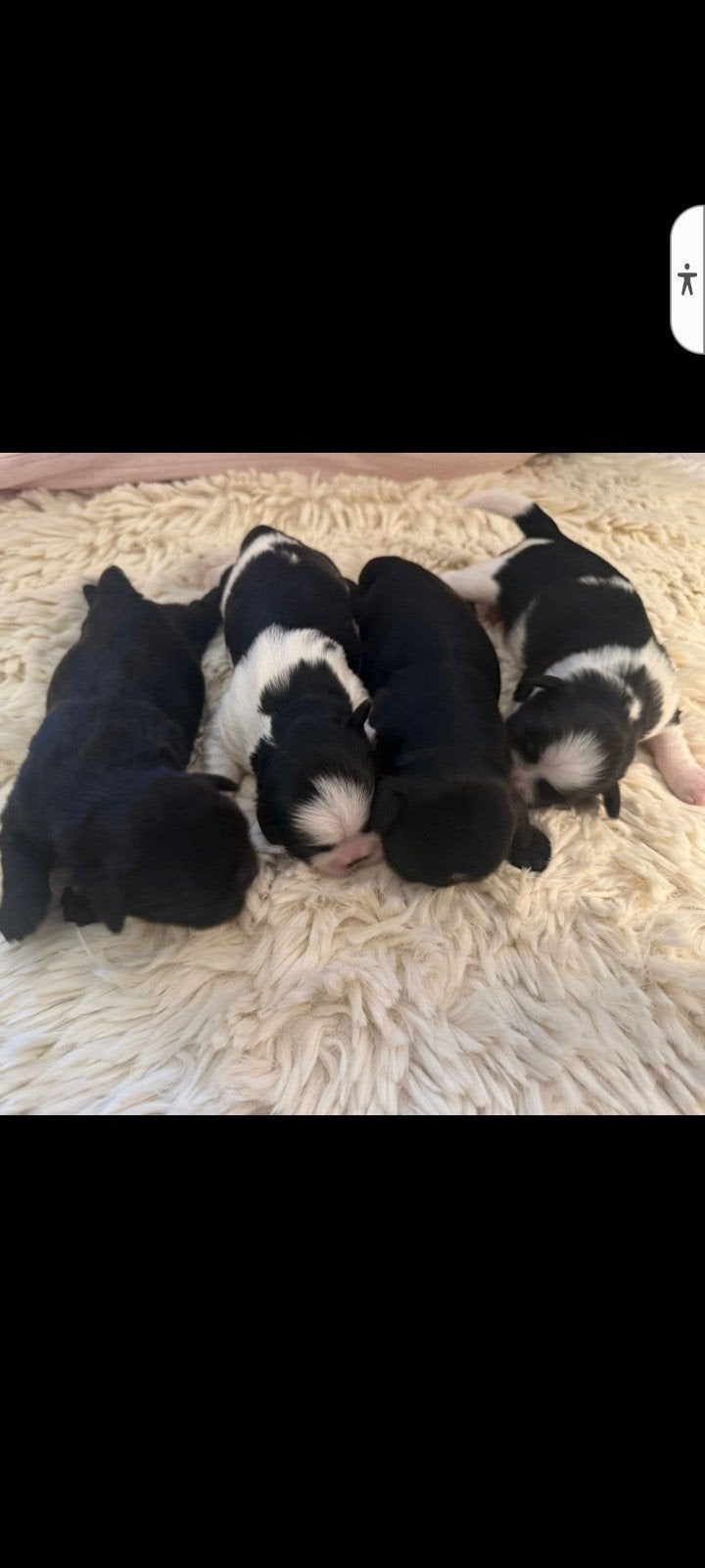 raszuivere Shih tzu pups., Dieren en Toebehoren, Honden | Chihuahua's en Gezelschapshonden, Parvo, Overige rassen, 8 tot 15 weken