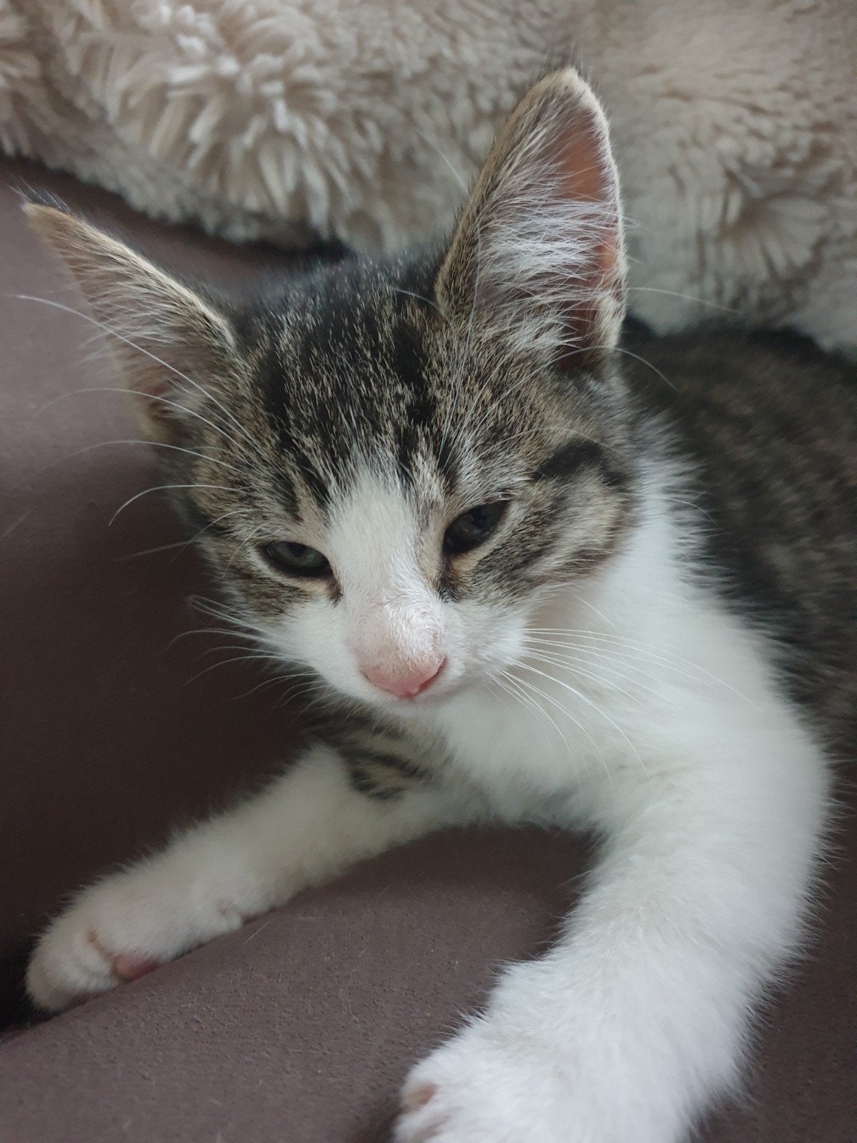 kittens, Dieren en Toebehoren