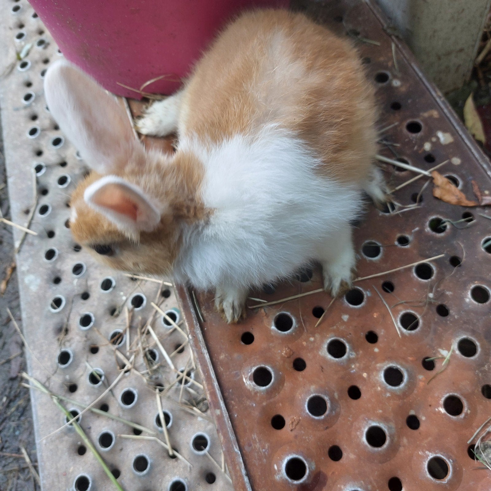 2 Jonge konijntjes  te koop  bruin wit  klein soort, Dieren en Toebehoren, Konijnen, Meerdere dieren
