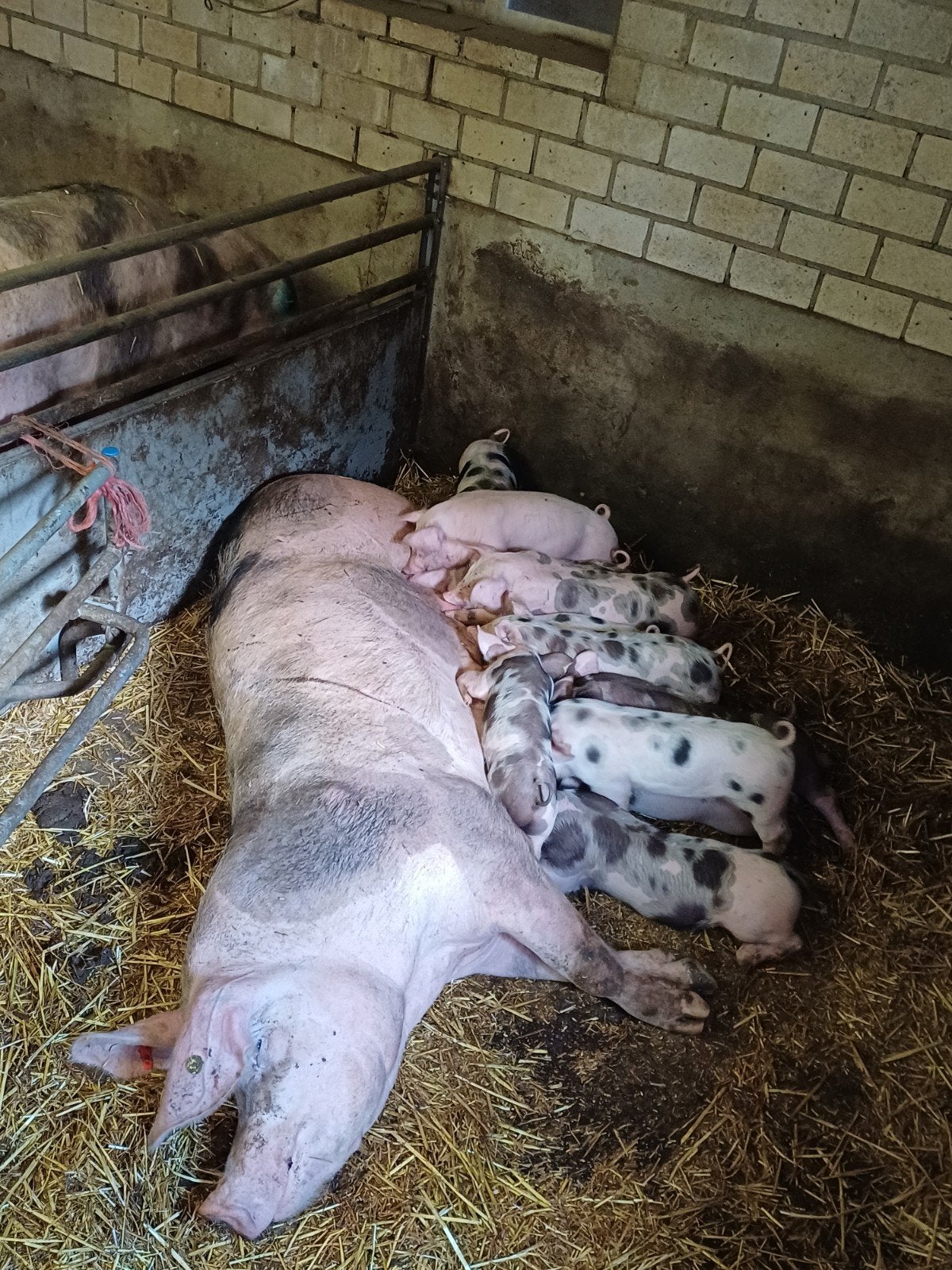 pietrain biggen, Meerdere dieren, Varken