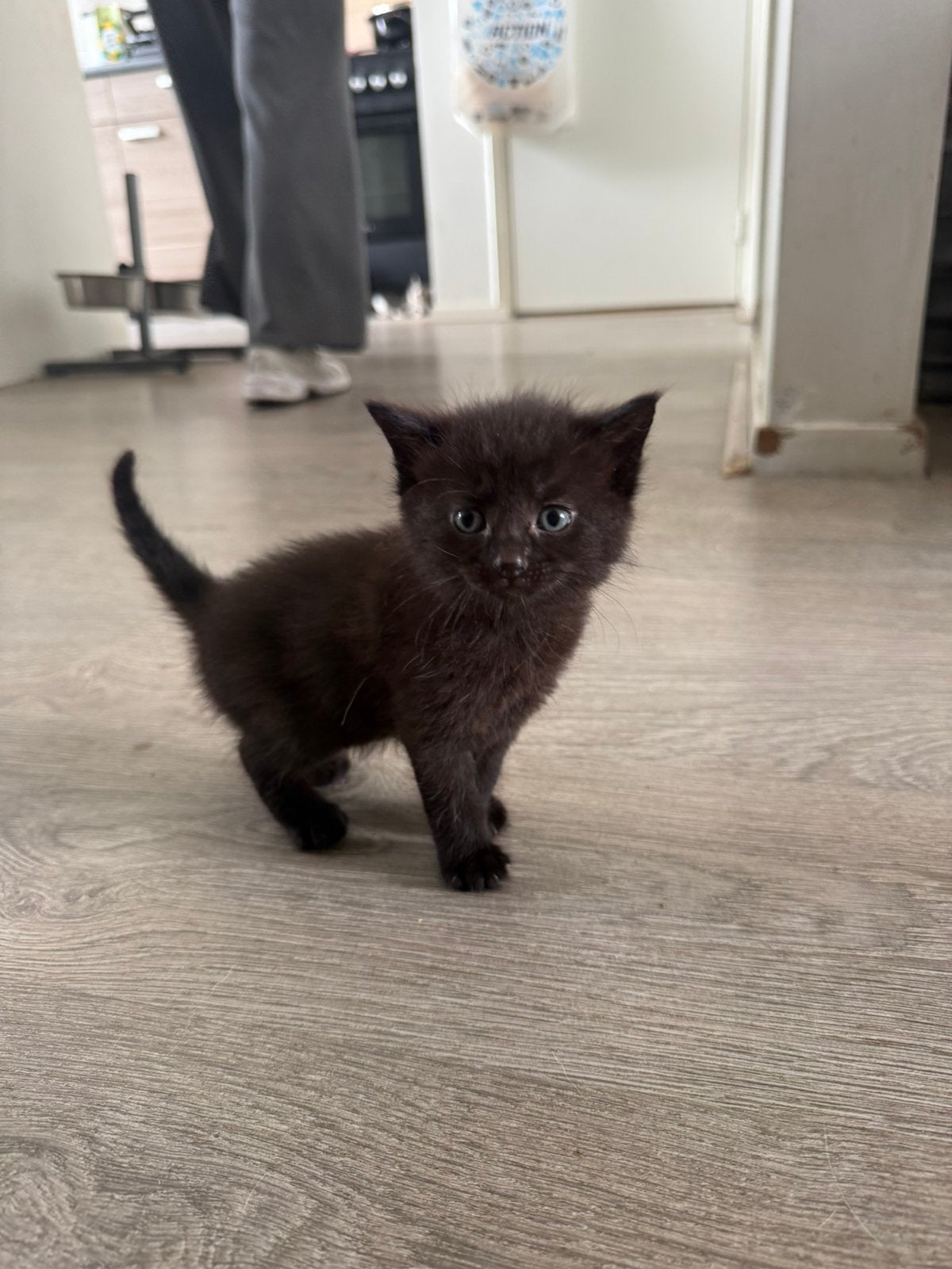 Kittens, Dieren en Toebehoren, Katten en Kittens | Overige Katten, Meerdere dieren