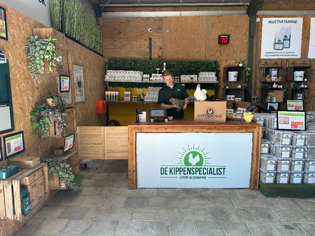 Jonge tamme Sebright kuikens gesekst & ingeënt, Dieren en Toebehoren, Pluimvee, Vrouwelijk, Kip