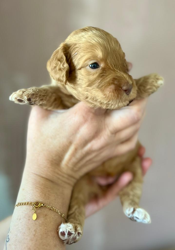 Australian Labradoodle pups – WALA erkende fokker, Dieren en Toebehoren, Overige rassen, 8 tot 15 weken, Meerdere, Meerdere dieren