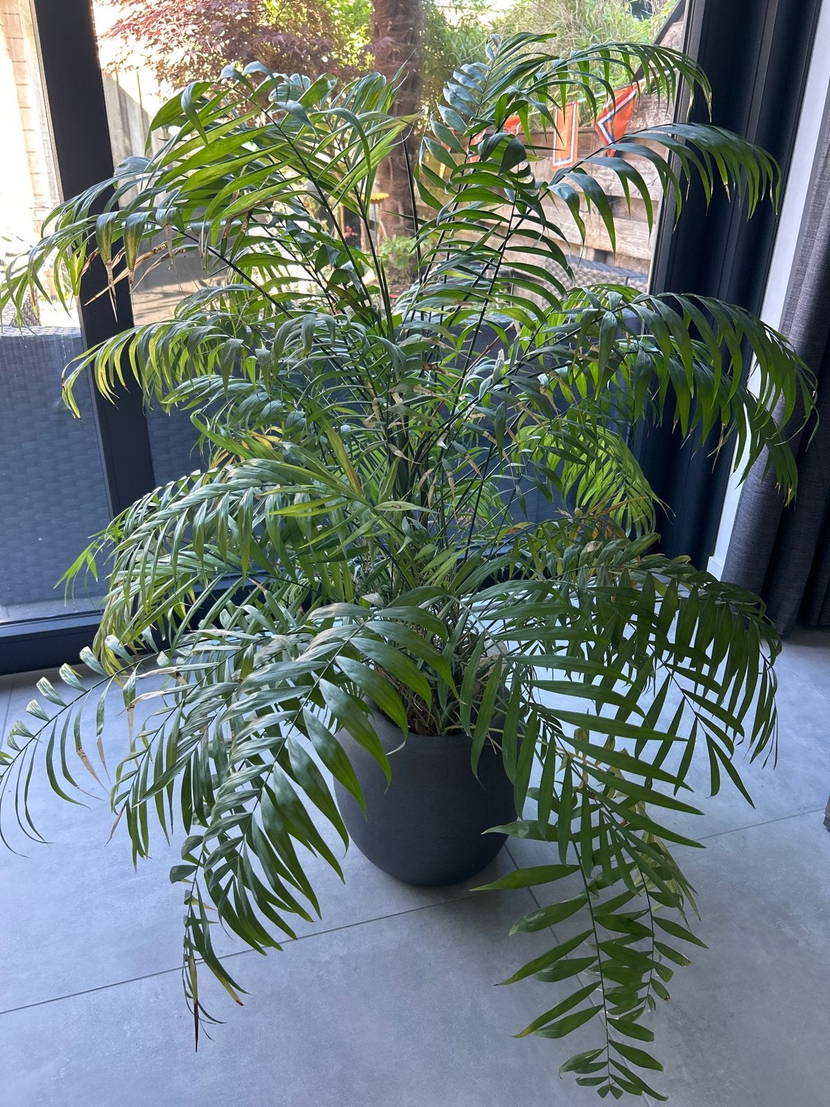 Grote weelderige palm in pot, Huis en Inrichting, Kamerplanten, Ophalen, Palm, Halfschaduw, In pot