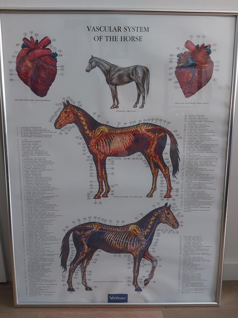 Paarden anatomie posters, Ophalen, Overige soorten