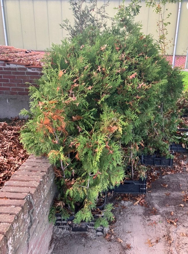 Coniferen, thuja brabant 80/100 cm, Ophalen, Conifeer, 100 tot 250 cm